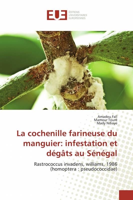 La cochenille farineuse du manguier: infestation et dégâts au Sénégal