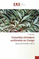 Corymbia citriodora acclimatée au Congo