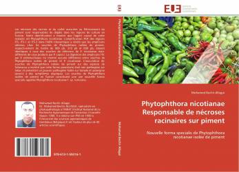 Phytophthora nicotianae Responsable de nécroses racinaires sur piment