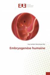 Embryogenèse humaine