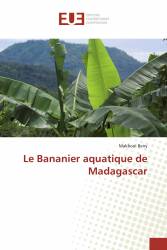 Le Bananier aquatique de Madagascar