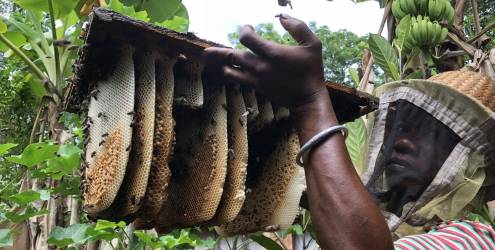 Un apiculteur Compagnie du Miel