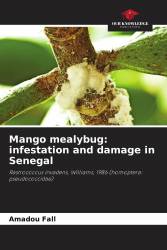 Mango mealybug: infestation and damage in Senegal