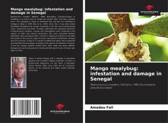 Mango mealybug: infestation and damage in Senegal